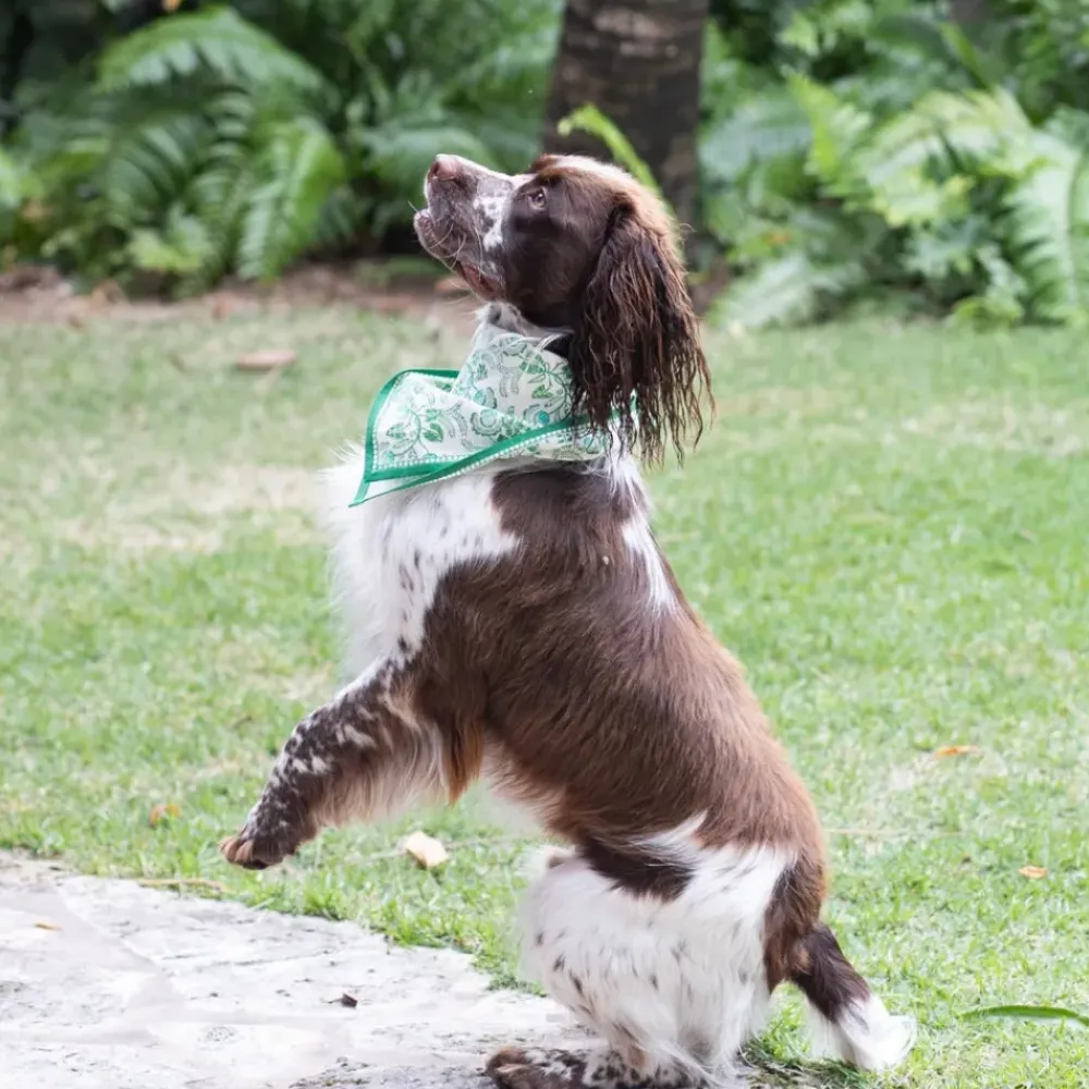 Pomegranate Inc Gardenia Vine Emerald Napkin | Set of 4 Discount